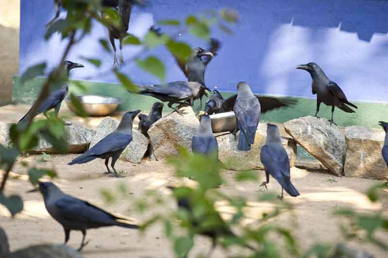 Zahlreiche Krähen gibt es auf Sri Lanka