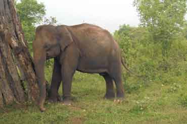 Die Elefanten im Udawalawe