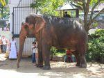 Elefant in Kandy