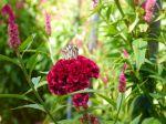 Der Schmetterling auf der rosa Blume