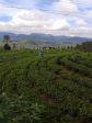 Die Teeplantagen im Bergland