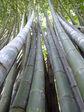 Bambusstrauch im botanischen Garten