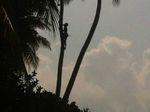 Der singhalesische Tarzan bei der Kokosnussernte