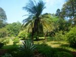 Botanischer Garten in Kandy