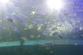 Ein Fischschwarm im Aquarium