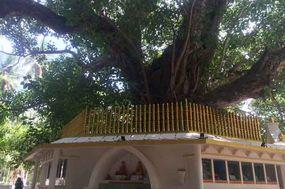 Der Baum im Tempel