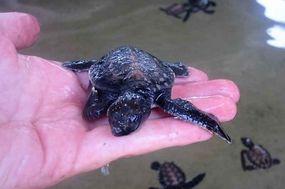 Eine Schildkröte kleiner als die Hand 