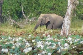 Unterwegs im Yala Nationalpark